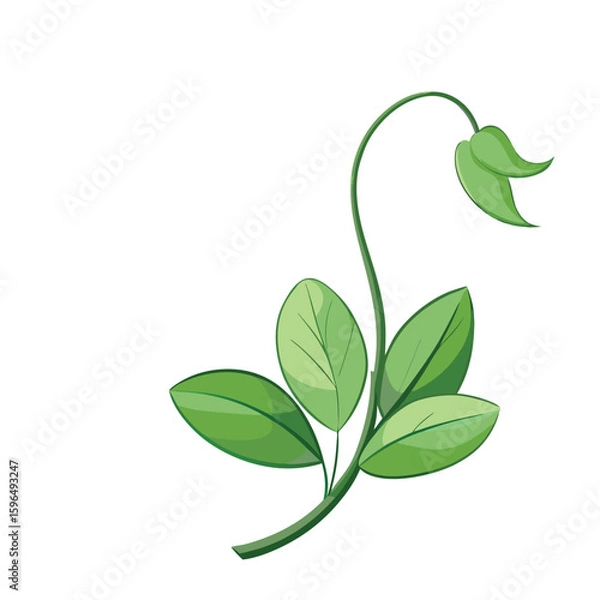 Obraz pea flower on white 