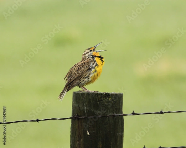 Obraz Meadowlark singing in the rain