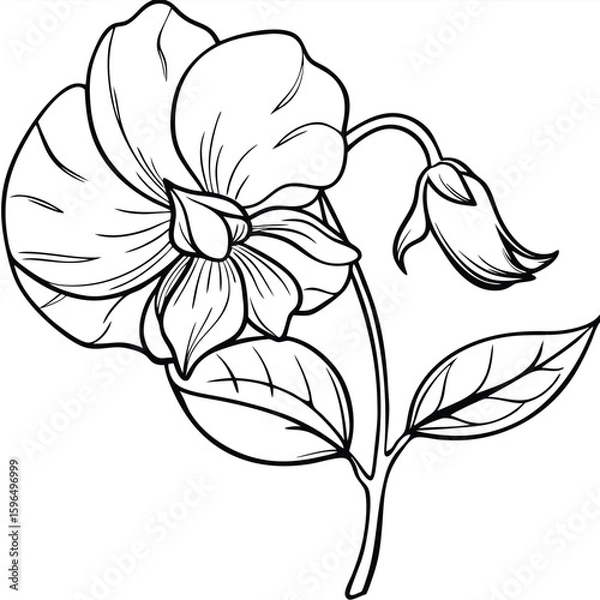 Obraz pea flower on white 