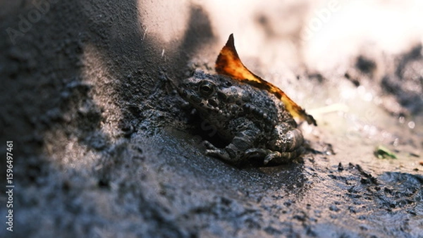 Obraz fire in the fireplace