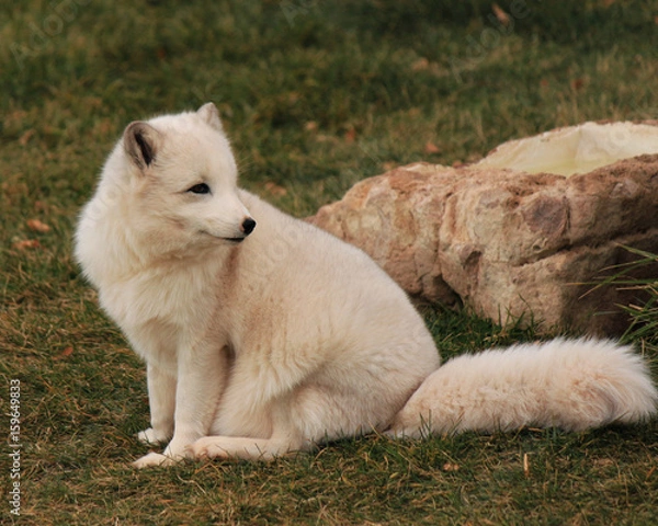 Obraz White Arctic fox