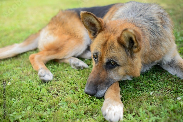 Fototapeta Немецкая овчарка лежит на зеленой траве в саду