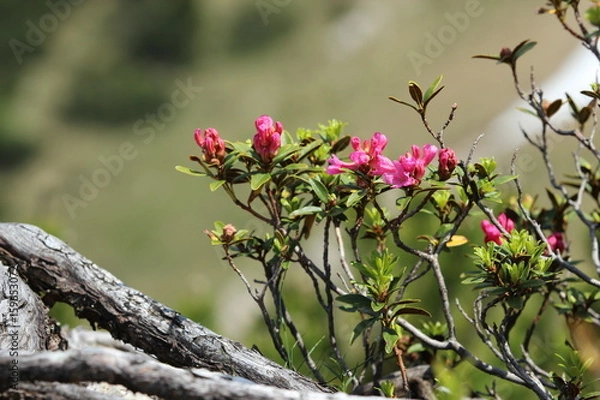 Obraz Alpenrose am Tegelberg