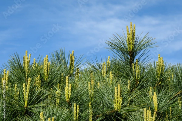 Fototapeta Close up of an Eastern White Pine against a blue sky as a nature background
