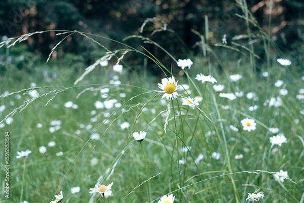 Obraz Prato con fili d'erba e margherite.