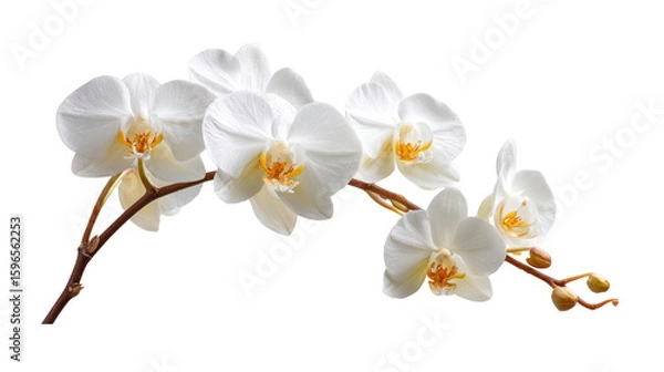Fototapeta Orchid isolated twig of white orchid on transparent background

