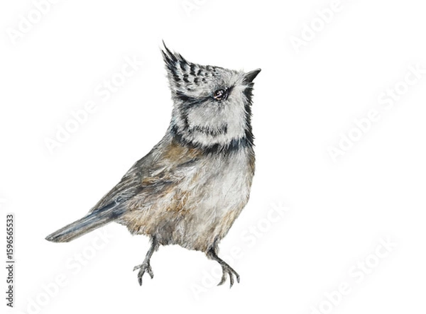Obraz crested tit