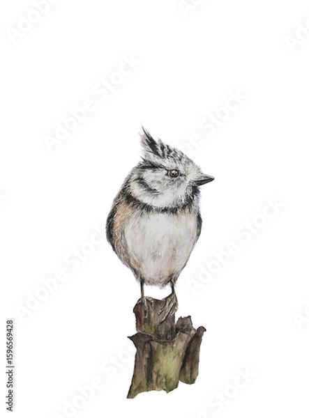 Obraz crested tit