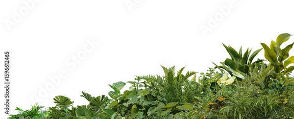 Obraz 3D render foreground Tropical Plant Green Leaf on transparent background	