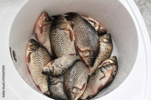 Fototapeta Fresh fish lies in the sink in the kitchen. Crucian carps caught in the lake.
