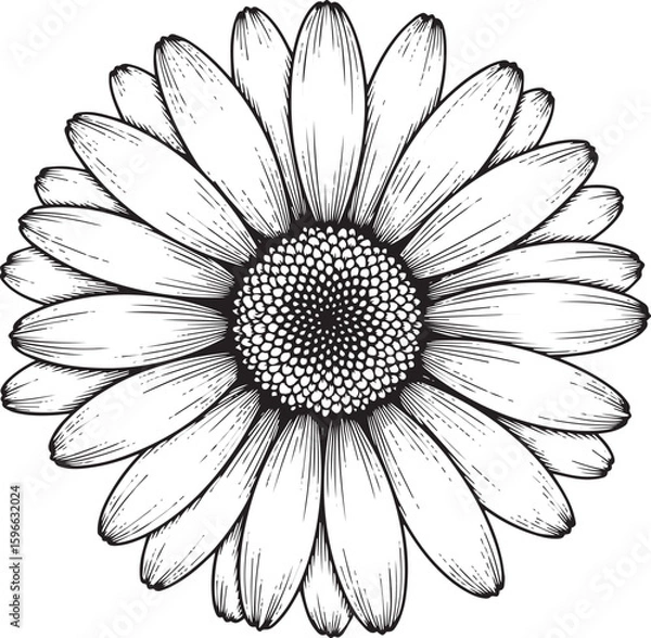Fototapeta Detailed Black and White Daisy Flower Illustration with Intricate Seed Head.