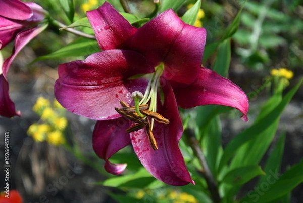 Obraz einzelne blüte einer lilie purple prince