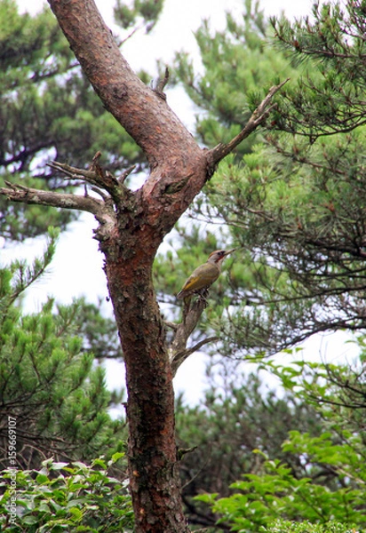 Fototapeta えびの高原