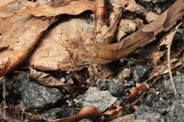 Obraz Copper Head Snake