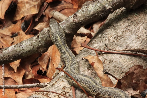 Obraz Garter Snake