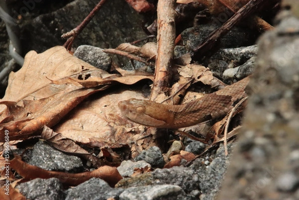 Obraz Profile of a Copper Head