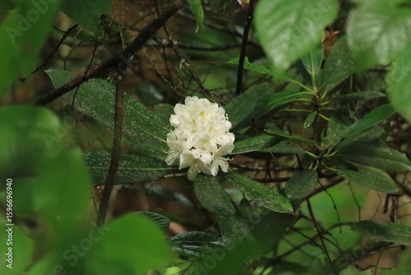 Obraz White Flowers