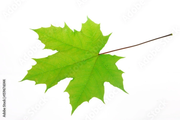 Obraz green maple leaf isolated on white background