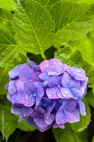 Fototapeta 雨上がりの紫陽花