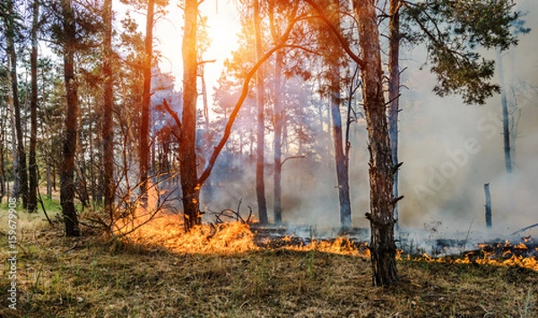 Fototapeta Forest Fire, Wildfire burning tree in red and orange color.