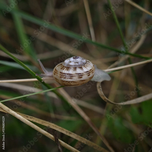 Obraz snail on a leaf