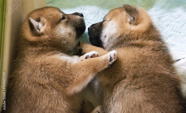 Fototapeta 子犬兄弟