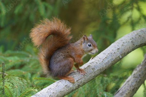 Fototapeta eurasian squirrel