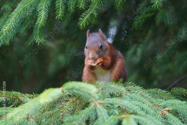 Fototapeta eurasian squirrel