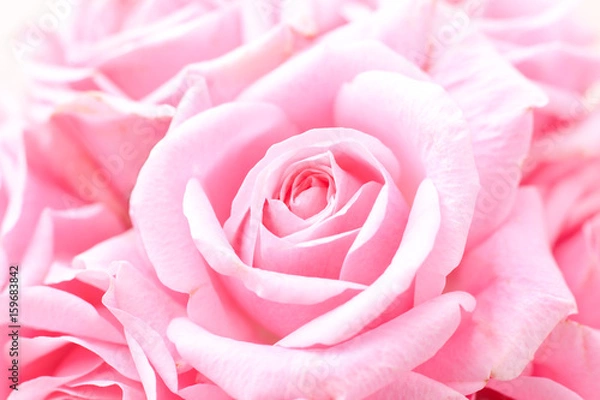 Fototapeta ピンクの薔薇