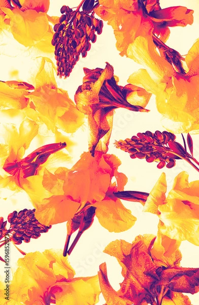 Fototapeta Orange and magenta irises and lupins digitally enhanced on a light, creamy background. Soft yet energetic style. digital floral art