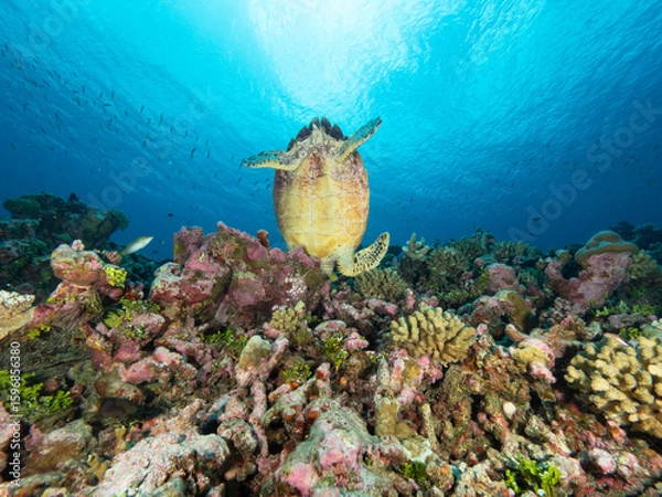 Fototapeta Acrobatic Turtle