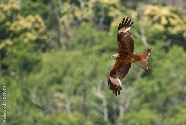 Obraz Milan royal en Corse