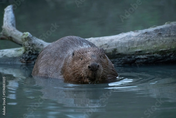 Fototapeta Mature beaver in water