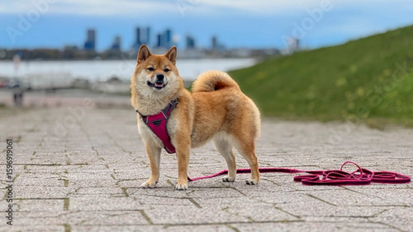 Fototapeta Adorable red Shiba Inu dog happily walking on lush green grass outdoors on a sunny summer day. High-quality, pet-friendly image perfect for nature, outdoor, or lifestyle projects. Copy space.