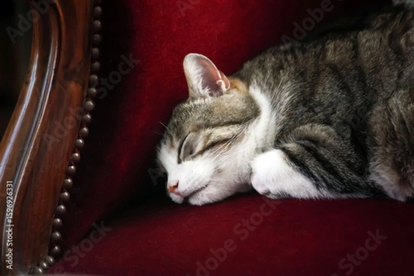 Obraz Chat dormeur et douceur vintage 