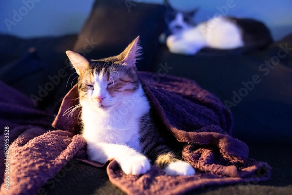 Fototapeta Cozy  three color cat wrapped in a soft purple blanket relaxing on a dark couch at home with another cat in the background. warm indoor lighting, peaceful evening, and domestic feline comfort vibes