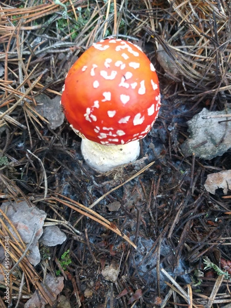 Fototapeta Small young fly agaric mushroom growing on a forest floor covered with fallen pine needles. Toxic and inedible, yet striking in natural surroundings.