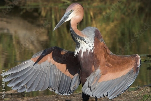 Obraz goliath heron