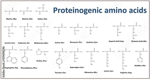 Fototapeta Structure of amino acids