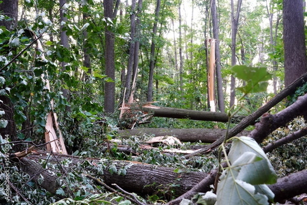 Fototapeta Forest after summer powerful storm with broken fallen trees trunks and branches on the ground. The storm took place on July 17, 2025 in Baneasa forest near Bucharest