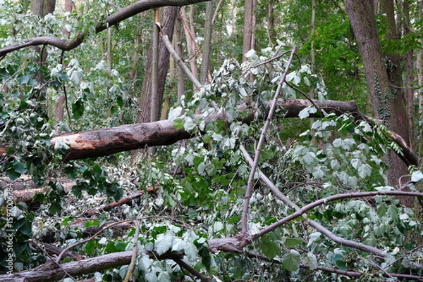 Fototapeta Forest after summer powerful storm with broken fallen trees trunks and branches on the ground. The storm took place on July 17, 2025 in Baneasa forest near Bucharest