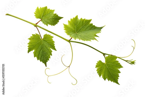 Fototapeta Grapevine branch with lush green leaves and delicate tendrils against a stark setting, perfect for vineyard or wine-themed designs