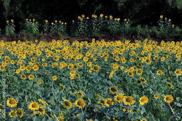 Obraz ひまわり２