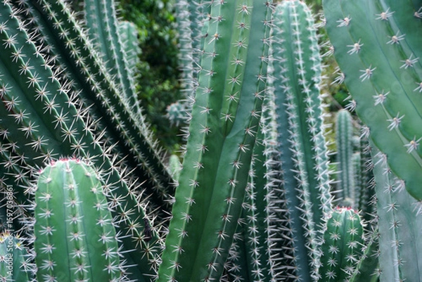 Fototapeta big cactus tree in garden