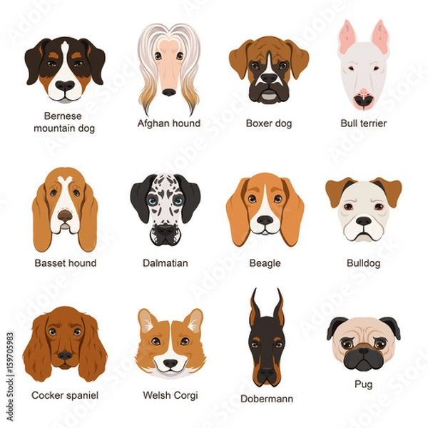 Fototapeta Różne psy. Ilustracje wektorowe zestaw izolować na białym tle