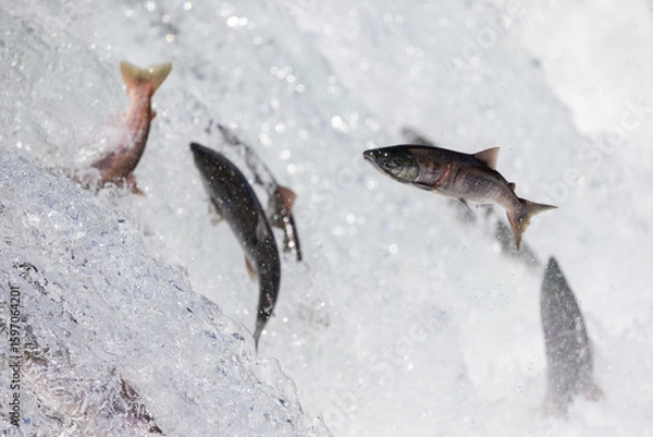 Fototapeta Salmon jumping up waterfall.