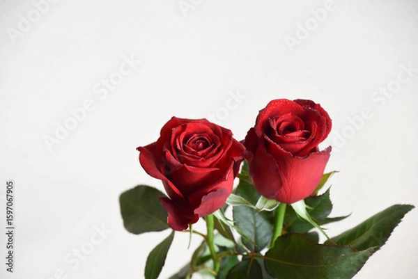 Fototapeta 赤いばら