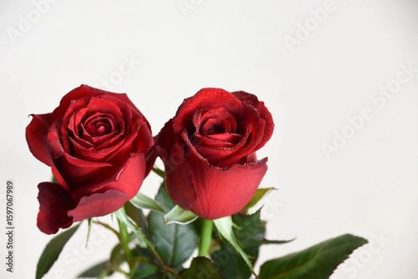 Fototapeta 赤いばら