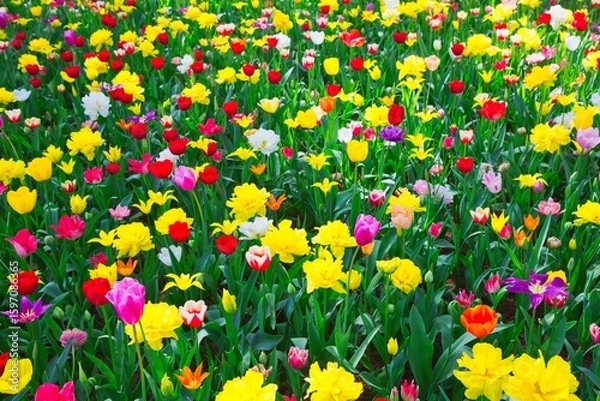 Obraz 色とりどりのチューリップ畑