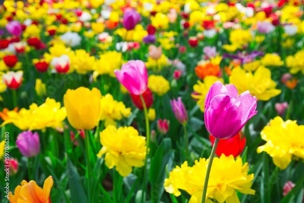 Obraz カラフルなチューリップ